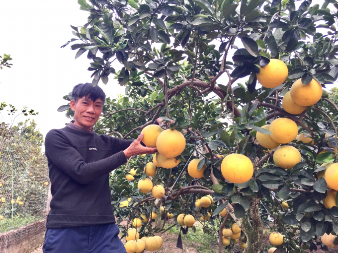 anh-1-ong-dao-van-chuyen-ben-vuon-buoi-mang-ten-minh-150026_143.jpg Ông Đào Văn Chuyên bên vườn bưởi mang tên mình – Bưởi Đào Chuyên. Ảnh: Hoàng Dân.