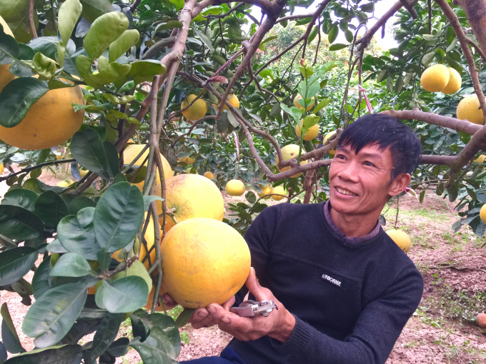 anh-2-buoi-dao-chuyen-ra-qua-tung-chum-trong-luong-qua-dat-tu-13-den-15-kg-145903_143.jpg Bưởi Đào Chuyên ra quả từng chùm trong lượng quả đạt từ 1,3 đến 1,5kg. Ảnh: Hoàng Dân.