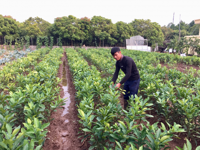 anh-3-trung-binh-mot-nam-ong-chuyen-xuat-ban-40-nghin-cay-buoi-giong-150127_613.jpg Trung bình một năm ông Chuyên xuất bán 40 nghìn cây bưởi giống. Ảnh: Hoàng Dân.