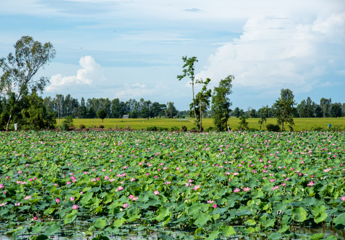 anh-bo-sen-1044_20210821_511.jpg Đồng Tháp được mệnh danh là đất sen hồng.