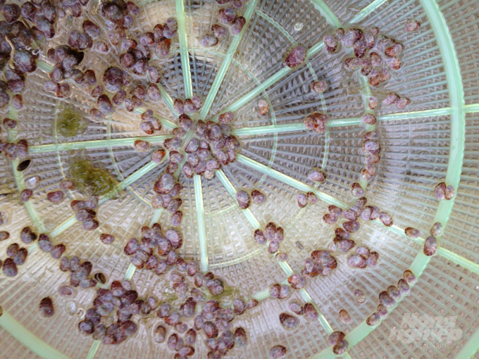 watermark_con-non-10-1-1134_20211026_900.jpg Kỹ thuật ấp nở và ương nuôi lên con giống bào ngư chín lỗ cấp I đạt tỷ lệ sống ổn định >7%. Ảnh: CTV.