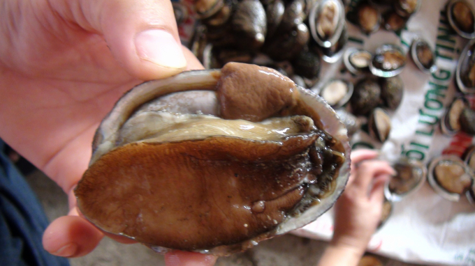 dsc00048-1-1134_20211026_636.jpg Bào ngư là loài hải sản quý hiếm, có giá trị dinh dưỡng và giá trị kinh tế cao, tuy nhiên việc bảo tồn và phát triển tại Việt Nam còn nhiều hạn chế. Ảnh: CTV.