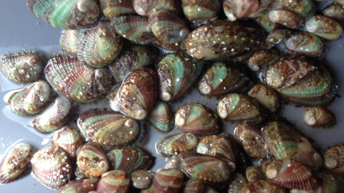 Bào ngư 9 lỗ có tiềm năng rất lớn ở nước ta nhưng chưa được phát triển. Ảnh: TL.