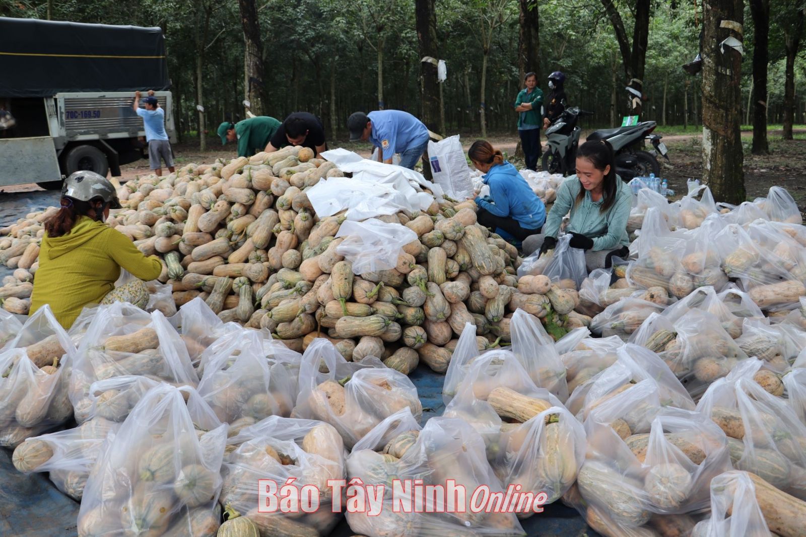 Bí đỏ vào vụ nằm la liệt trên ruộng, nông dân Tây Ninh đứng ngồi không yên tìm nơi tiêu thụ - Ảnh 1. Bí đỏ vào vụ nằm la liệt trên ruộng, nông dân Tây Ninh đứng ngồi không yên tìm nơi tiêu thụ - Ảnh 1.