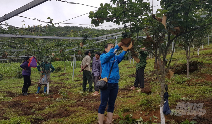 Người dân xã Quang Thành bọc quả lê để hạn chế sâu bệnh. Ảnh: Công Hải.