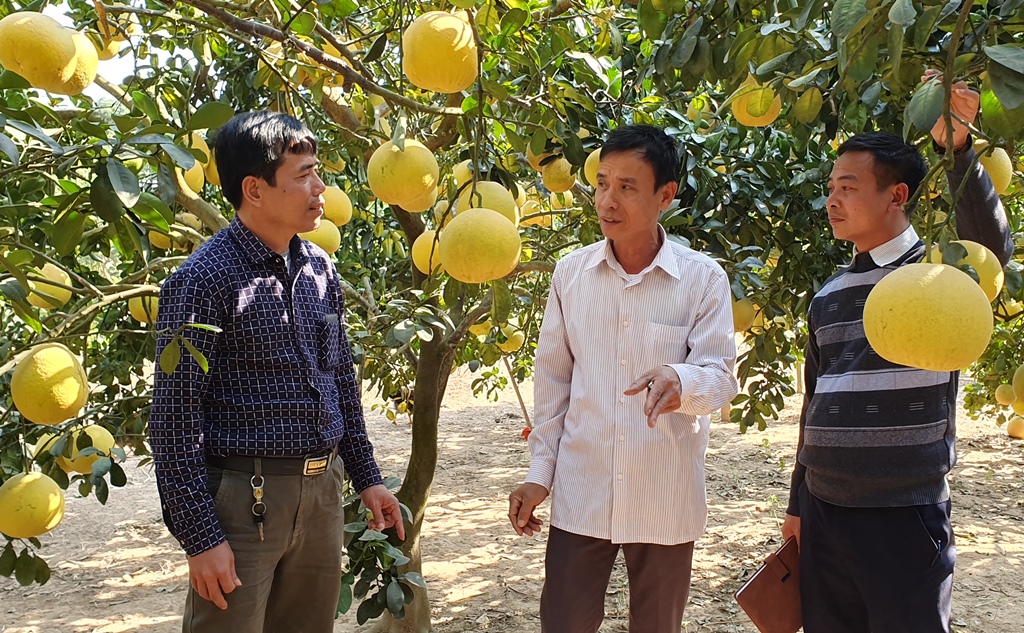 Bắc Giang: Chuyển đổi cơ cấu cây trồng nâng cao giá trị kinh tế - Ảnh 2. Bắc Giang: Chuyển đổi cơ cấu cây trồng nâng cao giá trị kinh tế - Ảnh 2.