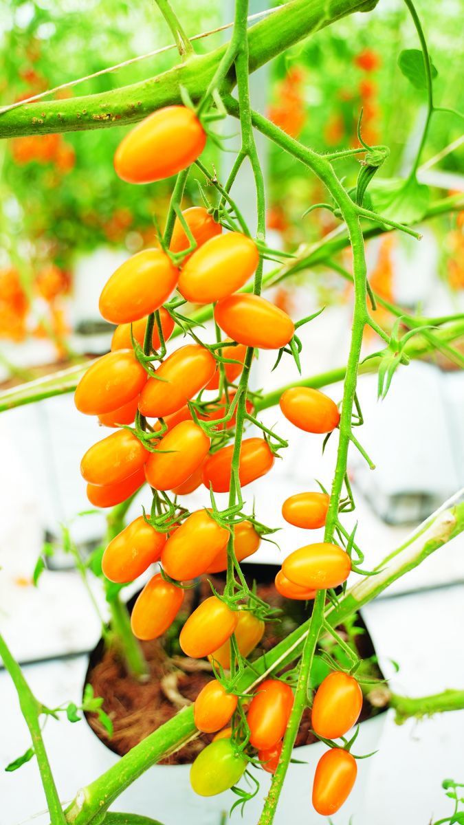 Chàng kỹ sư điện Tây Ninh bỏ nghề về trồng vườn cà chua đẹp "phát hờn", người vào ra chụp ảnh, quay phim - Ảnh 4. Chàng kỹ sư điện Tây Ninh bỏ nghề về trồng vườn cà chua đẹp "phát hờn", người vào ra chụp ảnh, quay phim - Ảnh 4.