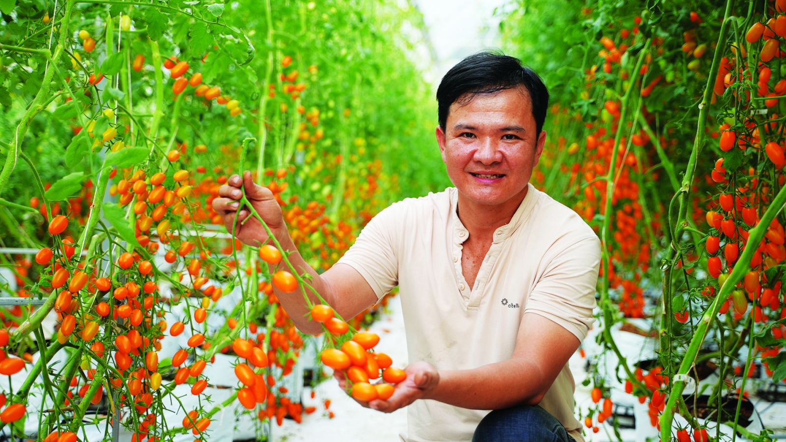 Chàng kỹ sư điện Tây Ninh bỏ nghề về trồng vườn cà chua đẹp "phát hờn", người vào ra chụp ảnh, quay phim - Ảnh 1. Chàng kỹ sư điện Tây Ninh bỏ nghề về trồng vườn cà chua đẹp "phát hờn", người vào ra chụp ảnh, quay phim - Ảnh 1.