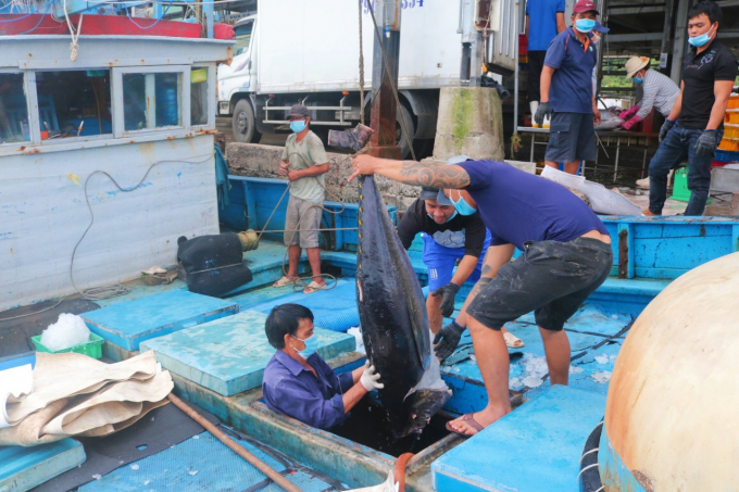 ca-ngu-dai-duong-1002_20211222_646.jpg Cùng với chi phí tăng cao, ngư dân cho biết các ngư trường hiện nay ngày càng vắng cá. Ảnh: KS.