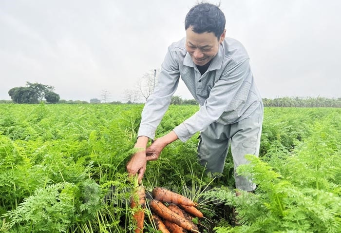 Một ông nông dân Hải Dương quyết "di cư" cà rốt về trồng ở vùng đất mới, ai ngờ thu ngay tiền tỷ - Ảnh 1. Một ông nông dân Hải Dương quyết "di cư" cà rốt về trồng ở vùng đất mới, ai ngờ thu ngay tiền tỷ - Ảnh 1.