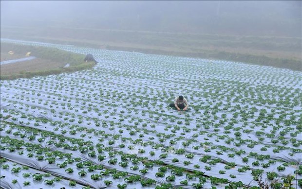 Trồng thứ rau lá xoăn như tóc xù ở Lào Cai, nhà giàu ăn còn mê, cứ 1ha nông dân thu 200 - Ảnh 4. Trồng thứ rau lá xoăn như tóc xù ở Lào Cai, nhà giàu ăn còn mê, cứ 1ha nông dân thu 200 - Ảnh 4.