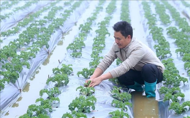 Trồng thứ rau lá xoăn như tóc xù ở Lào Cai, nhà giàu ăn còn mê, cứ 1ha nông dân thu 200 - Ảnh 3. Trồng thứ rau lá xoăn như tóc xù ở Lào Cai, nhà giàu ăn còn mê, cứ 1ha nông dân thu 200 - Ảnh 3.