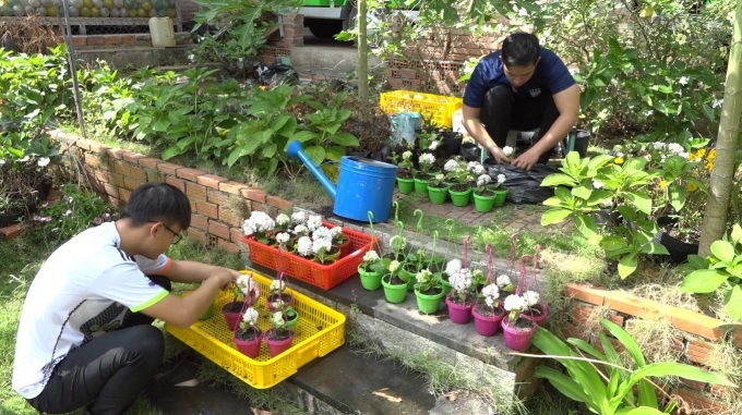 09500627cam-tu-cau-1-095006.jpg Hoa cảm tú cầu mini. Ảnh: Trúc Nguyên.