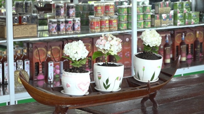 09500650cam-tu-cau-095006.jpg Cẩm tú cầu mini có màu trắng tinh khôi từ lúc nở và hồng nhạt khi tàn. Ảnh: Trúc Nguyên.