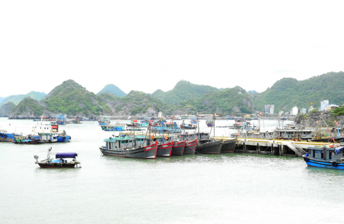 cang-cat-ba-221624_17.jpg Cảng cá Cát Bà đã hết sứ mệnh. Ảnh: Huy Cầm.