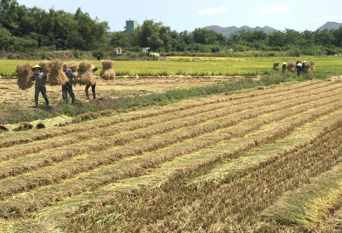 1-1024_20201224_925.jpg Canh tác cây lúa lợi nhuận ít mà hao tốn nước tưới rất nhiều. Ảnh: Vũ Đình Thung.