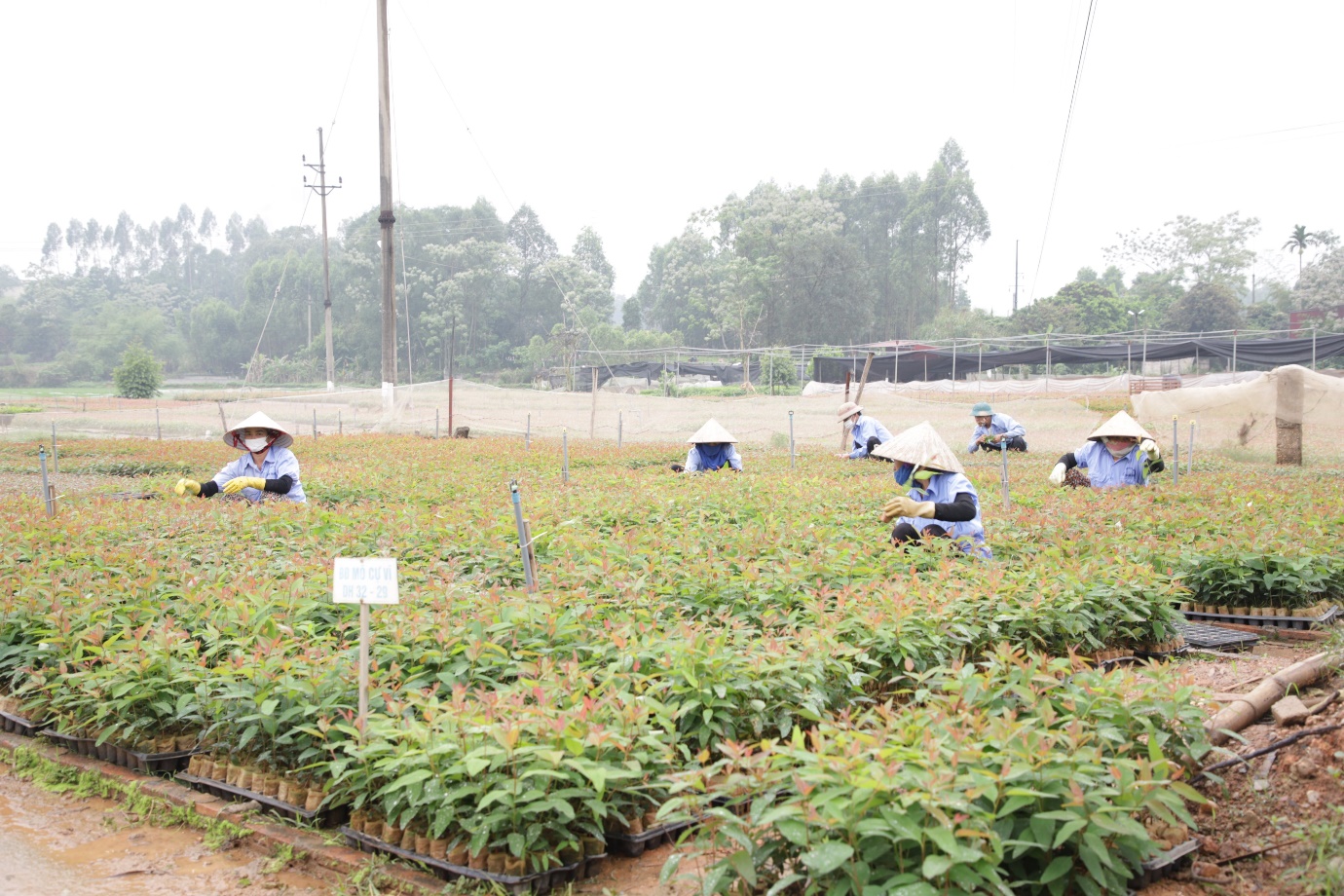 Bắc Giang: Chuyển đổi cơ cấu cây trồng nâng cao giá trị kinh tế - Ảnh 1. Bắc Giang: Chuyển đổi cơ cấu cây trồng nâng cao giá trị kinh tế - Ảnh 1.