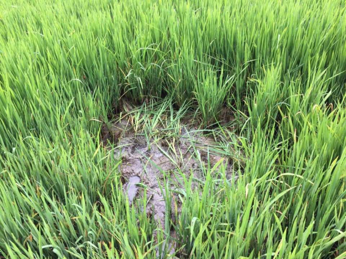 chuot2-161615_572.jpg Chuột gây hại lúa. Ảnh: A.T.