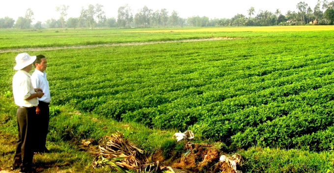 2-1024_20201224_955.jpg Chuyển từ làm lúa sang làm lạc lợi nhuận cao hơn lại ít cần nước tưới hơn. Ảnh: Vũ Đình Thung.