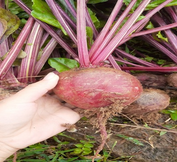 kn-t9-b4-2-113044_323.jpg Củ dền đỏ phù hợp khí hậu vùng cao huyện Bát Xát (Lào Cai). Ảnh: T.L