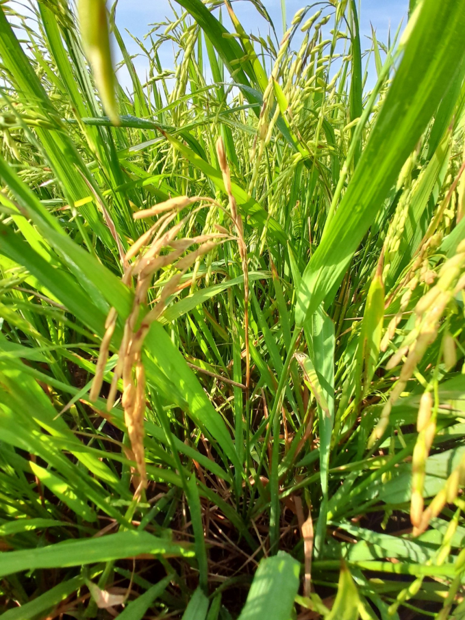 dao-on-co-bong-160250_270.jpg Bệnh đạo ôn cổ bông gây hại lúa. Ảnh: A.T.