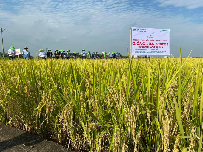 anh-bia-143040_617.jpg Mô hình trình diễn giống lúa TBR225 có gen kháng bạc lá tại thôn Bắc Thắng, xã Liên Hoà (Kim Thành, Hải Dương). Ảnh: TBS.