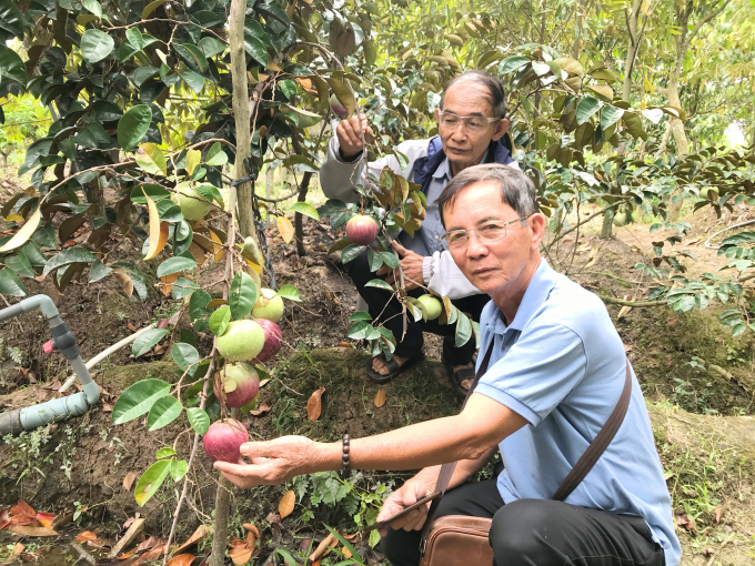 2-095647_102.jpg Ông Nguyễn Công Thành giới thiệu giống vú sữa MiCA không mủ quả đẹp, lại chịu được hạn mặn. Ảnh: Minh Đảm.