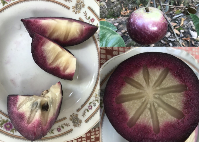 1-095646_751.jpg Vú sữa MiCA không mủ có màu tím rất bắt mắt, ăn được luôn cả vỏ. Ảnh: Minh Đảm.