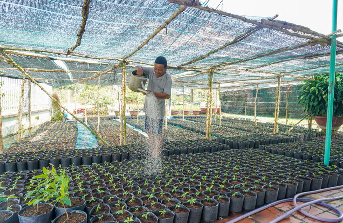 Trồng mai vàng bán giống, một câu lạc bộ ở Cần Thơ đang ăn nên làm ra, bán được giá hời - Ảnh 1. Trồng mai vàng bán giống, một câu lạc bộ ở Cần Thơ đang ăn nên làm ra, bán được giá hời - Ảnh 1.