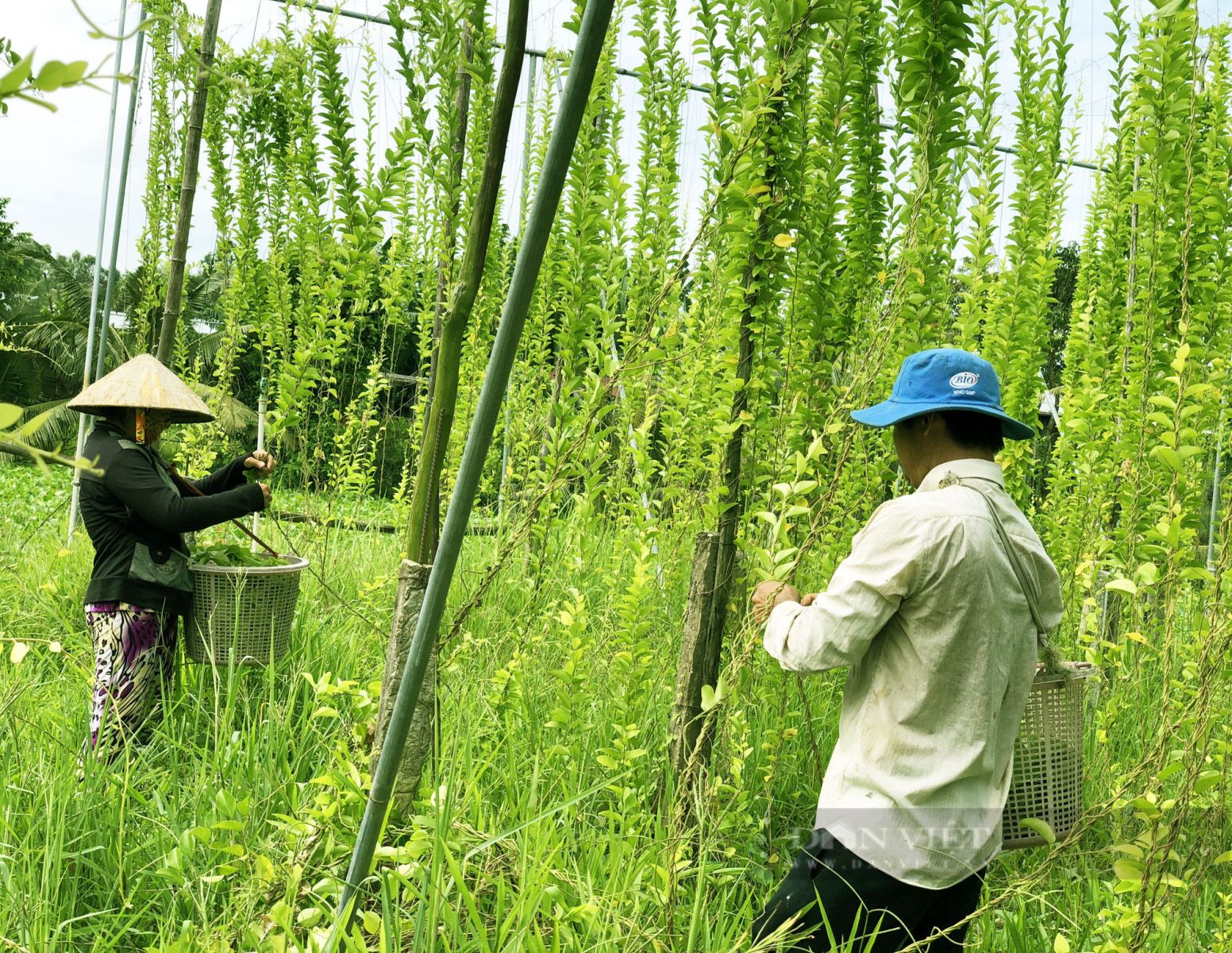 Trồng loài cây chỉ lấy lá và làm giàn cho leo, vợ chồng anh nông dân nhàn hạ thu tiền - Ảnh 4. Trồng loài cây chỉ lấy lá và làm giàn cho leo, vợ chồng anh nông dân nhàn hạ thu tiền - Ảnh 4.