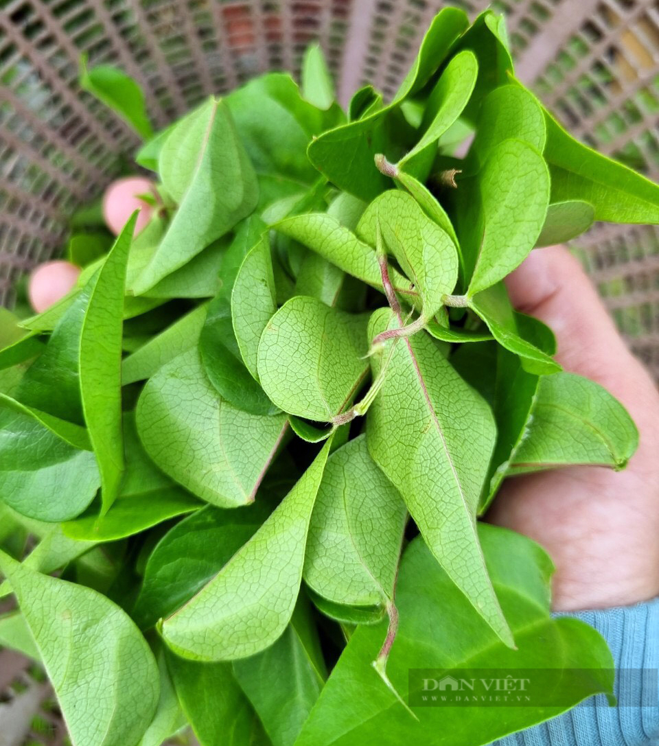 Trồng loài cây chỉ lấy lá và làm giàn cho leo, vợ chồng anh nông dân nhàn hạ thu tiền - Ảnh 1. Trồng loài cây chỉ lấy lá và làm giàn cho leo, vợ chồng anh nông dân nhàn hạ thu tiền - Ảnh 1.