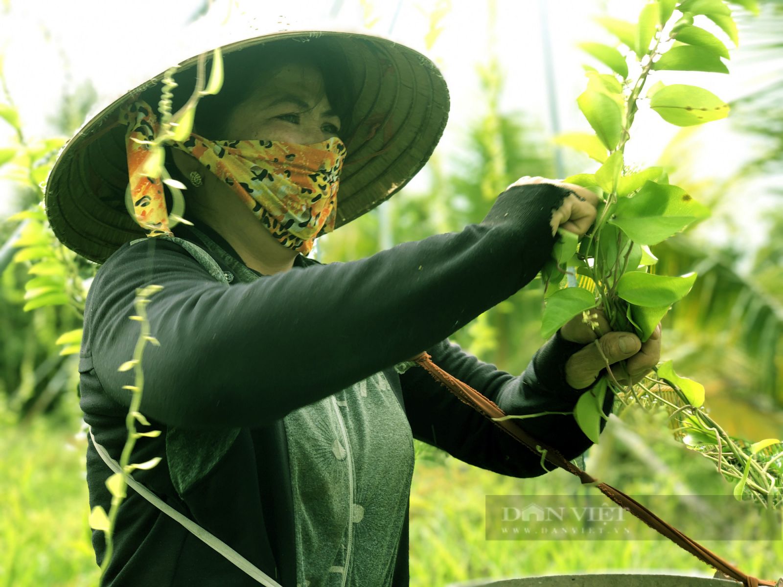 Trồng loài cây chỉ lấy lá và làm giàn cho leo, vợ chồng anh nông dân nhàn hạ thu tiền - Ảnh 6. Trồng loài cây chỉ lấy lá và làm giàn cho leo, vợ chồng anh nông dân nhàn hạ thu tiền - Ảnh 6.