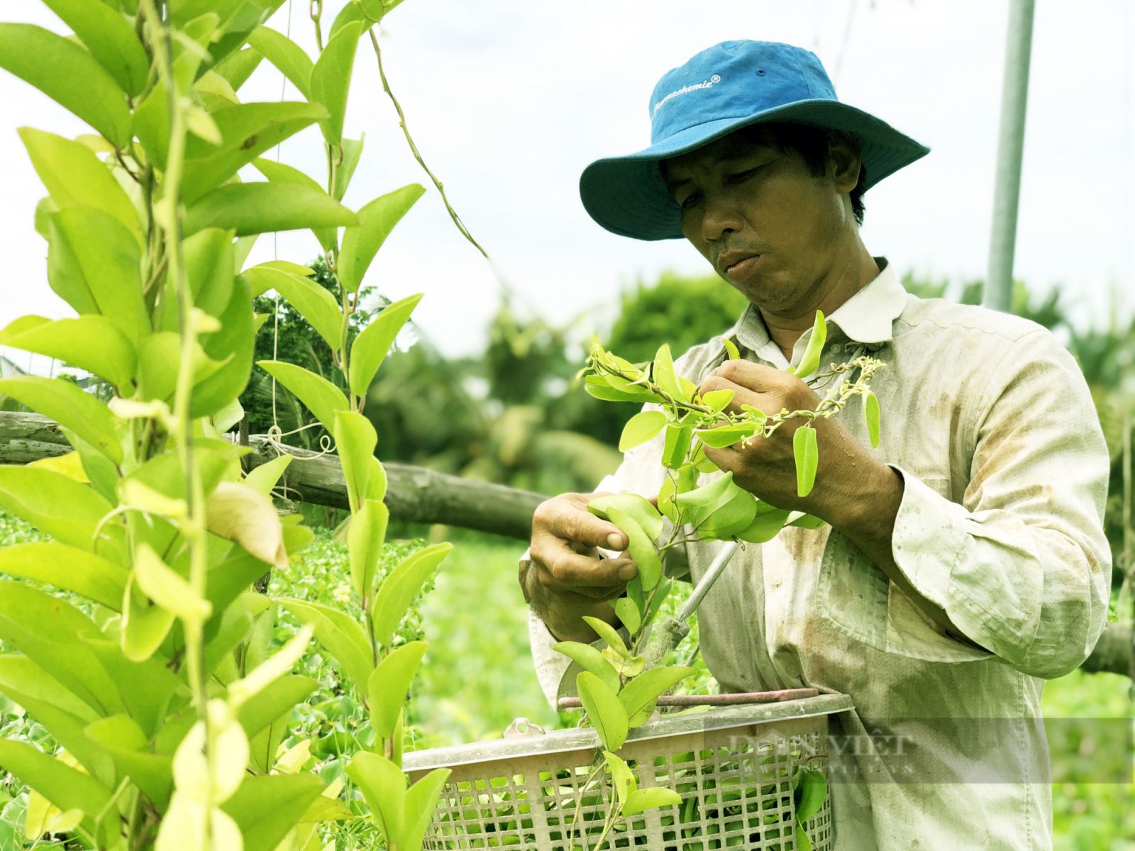 Trồng loài cây chỉ lấy lá và làm giàn cho leo, vợ chồng anh nông dân nhàn hạ thu tiền - Ảnh 9. Trồng loài cây chỉ lấy lá và làm giàn cho leo, vợ chồng anh nông dân nhàn hạ thu tiền - Ảnh 9.
