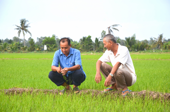 dsc_6664-min-1421_20211031_538.jpg Chuyển đổi sản xuất lúa hữu cơ giúp giảm 50 - 60% chi phí sản xuất lúa, nhưng năng suất vẫn không tụt quá nhiều so với thông thường, giá lúa lại cao, lợi nhuận tăng. Ảnh: Minh Đảm.