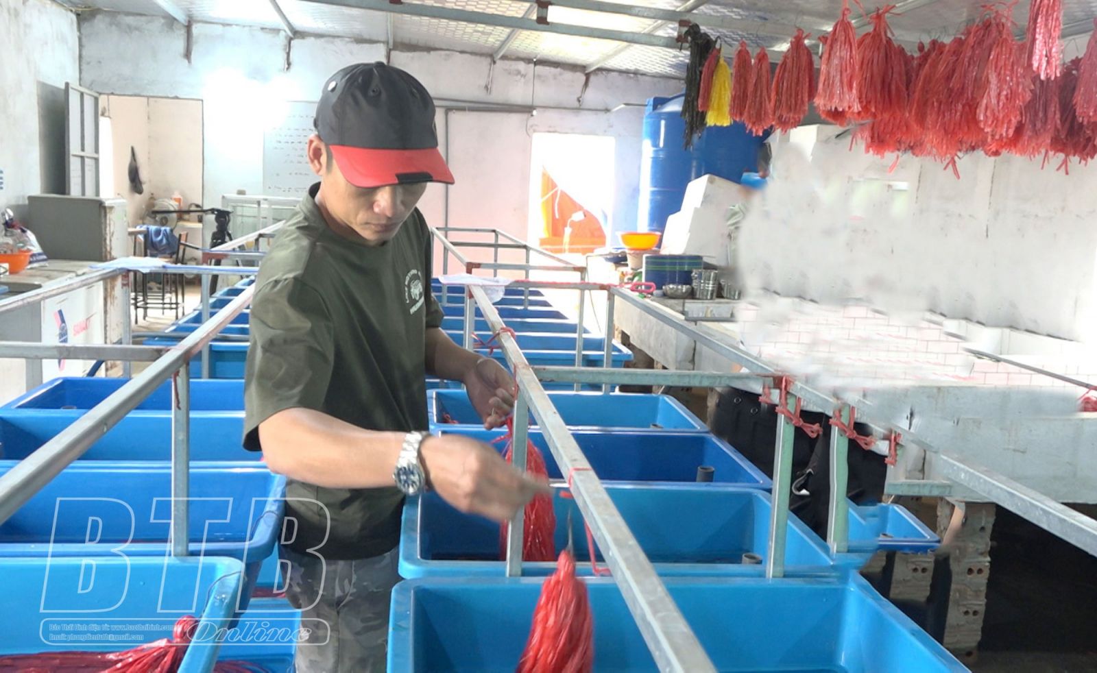 Chuyện lạ Thái Bình, nuôi lươn không bùn dày đặc rồi đem gắn mã số, mã vạch để làm gì? - Ảnh 3. Chuyện lạ Thái Bình, nuôi lươn không bùn dày đặc rồi đem gắn mã số, mã vạch để làm gì? - Ảnh 3.