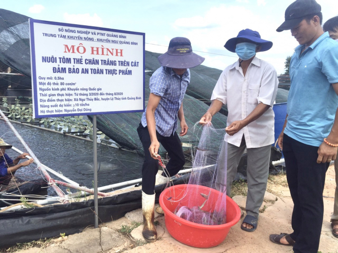 1232011mo_hinh_nuoi_tom_the_chan_trang_dam_bao_an_toan_thuc_pham_tai_xa_ngu_thuy_bac_huyen_le_thuy-123201.jpg Mô hình nuôi tôm thẻ trên cát 2 giai đoạn tại xã Ngư Thủy Bắc (Lệ Thủy, Quảng Bình). Ảnh: NTH.