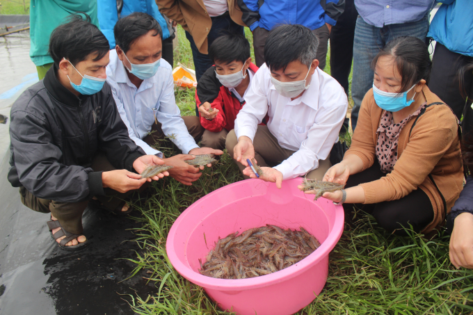 13475633mo_hinh_tom_tai_xa_trieu_an_huyen_trieu_phon-134756.jpg Nuôi tôm trên cát 2 giai đoạn mang lại hiệu quả cao tại mô hình. Ảnh: PVT.