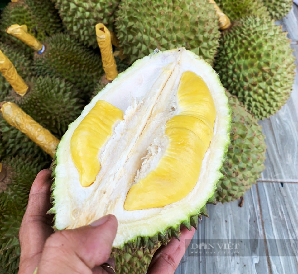 Sầu riêng Musang King trồng ở miền Tây: Ăn rất ngon, giá đắt đỏ - Ảnh 3. Sầu riêng Musang King trồng ở miền Tây: Ăn rất ngon, giá đắt đỏ - Ảnh 3.