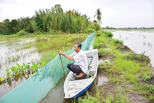Nuôi cá trên đồng mùa nước nổi miền Tây, chả phải cho ăn, nông dân Kiên Giang sau 3 tháng bắt lên bán - Ảnh 1. Nuôi cá trên đồng mùa nước nổi miền Tây, chả phải cho ăn, nông dân Kiên Giang sau 3 tháng bắt lên bán - Ảnh 1.