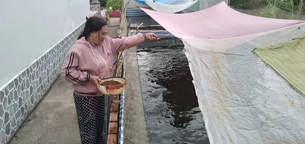 Đào ao trong vườn nuôi cá rô đồng dày đặc, một chị nông dân Cà Mau nuôi không kịp cho thương lái mua - Ảnh 1. Đào ao trong vườn nuôi cá rô đồng dày đặc, một chị nông dân Cà Mau nuôi không kịp cho thương lái mua - Ảnh 1.