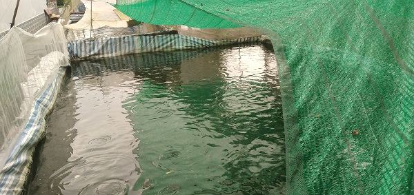 Đào ao trong vườn nuôi cá rô đồng dày đặc, một chị nông dân Cà Mau nuôi không kịp cho thương lái mua - Ảnh 2. Đào ao trong vườn nuôi cá rô đồng dày đặc, một chị nông dân Cà Mau nuôi không kịp cho thương lái mua - Ảnh 2.
