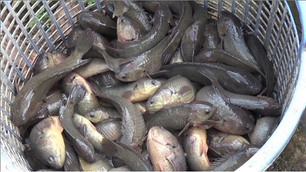 Đào ao trong vườn nuôi cá rô đồng dày đặc, một chị nông dân Cà Mau nuôi không kịp cho thương lái mua - Ảnh 3. Đào ao trong vườn nuôi cá rô đồng dày đặc, một chị nông dân Cà Mau nuôi không kịp cho thương lái mua - Ảnh 3.