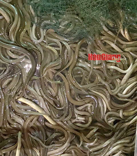 Lươn nuôi không bùn giá quá thấp, giá cám viên tăng cao, nông dân Hậu Giang lỗ nặng - Ảnh 1. Lươn nuôi không bùn giá quá thấp, giá cám viên tăng cao, nông dân Hậu Giang lỗ nặng - Ảnh 1.