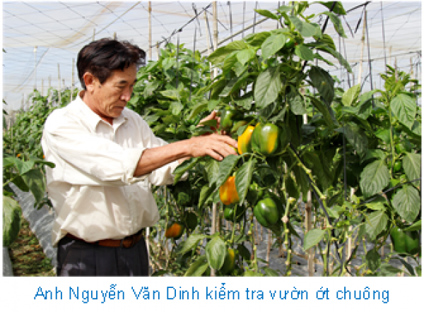 Chỉ trồng ớt Hà Lan mà một nông dân Lâm Đồng thu 2,5 tỷ - Ảnh 1. Chỉ trồng ớt Hà Lan mà một nông dân Lâm Đồng thu 2,5 tỷ - Ảnh 1.