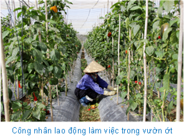 Chỉ trồng ớt Hà Lan mà một nông dân Lâm Đồng thu 2,5 tỷ - Ảnh 2. Chỉ trồng ớt Hà Lan mà một nông dân Lâm Đồng thu 2,5 tỷ - Ảnh 2.