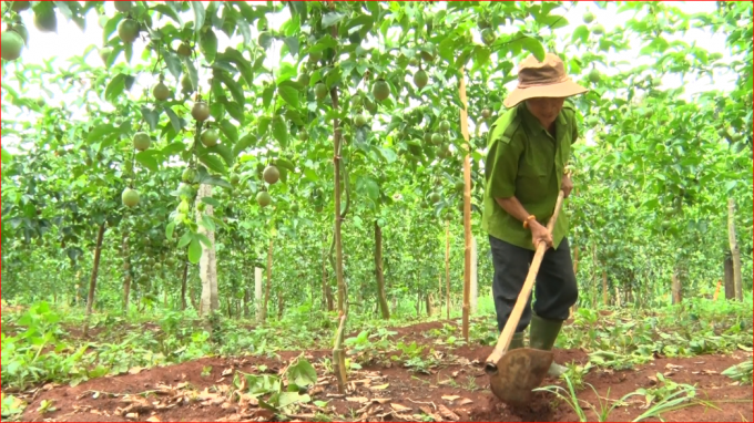08151059ong_vang_dang_cham_soc_vuon_chanh_leo_cua_minh-081511.png Mạnh dạn chuyển đổi từ đất trồng cà phê già cỗi, ông Lê Quang Vãng ở xã Hướng Tân (Hướng Hóa, Quảng Trị) đã có thu nhập cao, ổn định từ cây chanh leo. Ảnh: Việt Toàn.