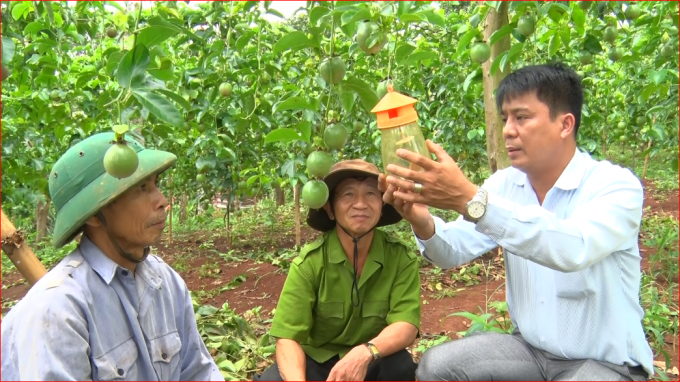 08151214ong_vanh_dang_lang_nghe_can_bo_ky_thuat_huong_dan_cham_soc_phong_tru_sau_benh_tren_cay_chanh_leo-081512.png Cán bộ kỹ thuật của ngành nông nghiệp địa phương và Nafoods Tây Bắc thường xuyên bám sát vùng nguyên liệu, đảm bảo chanh leo phát triển tốt, kiểm soát dịch bệnh. Ảnh: Việt Toàn.