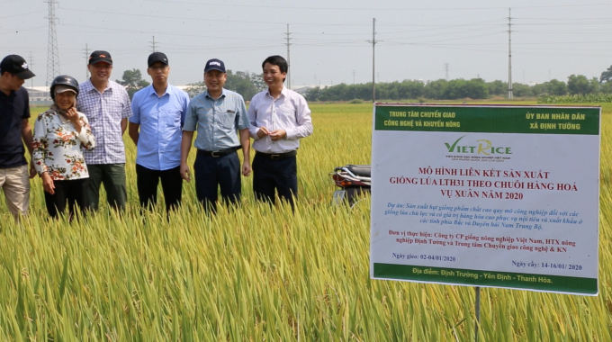 Mô hình liên kết sản xuất giống lúa LTH31 theo chuỗi hàng hóa tại xã Định Tường, huyện Yên Định, tỉnh Thanh Hóa. Ảnh: Minh Phúc.
