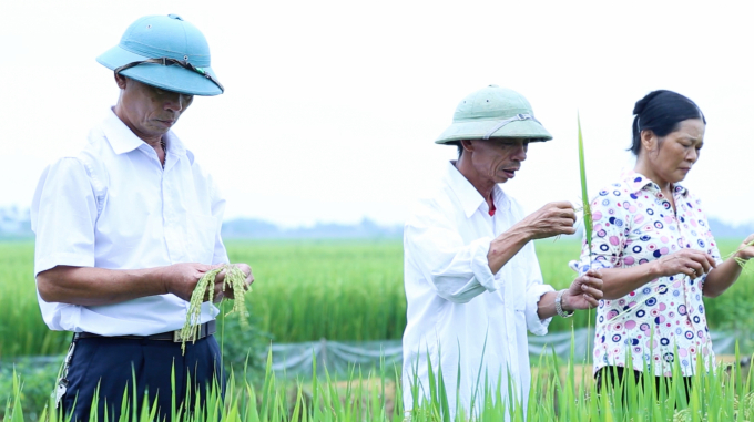 Sản xuất lúa QP 5 tại cánh đồng thôn An Lại, xã Dân Chủ, huyện Tứ Kỳ, tỉnh Hải Dương. Ảnh: Minh Phúc.