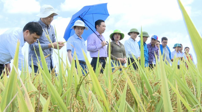 Đoàn công tác của Bộ NN-PTNT đánh giá cao kết của những mô hình liên kết sản xuất cánh đồng lớn gieo cấy các giống lúa thuần triển vọng, trong khuôn khổ dự án. Ảnh: Minh Phúc.